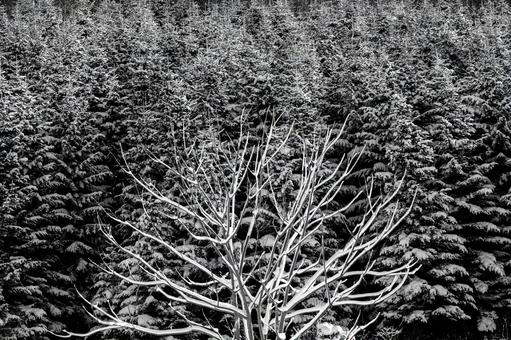 雪とのコントラストが際立つ冬の大樹 樹氷,雪化粧,樹木の写真素材