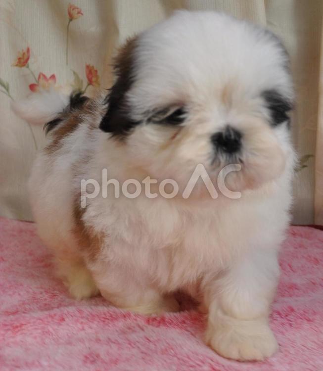 愛しのシーちゃん シーズー,子犬,可愛いの写真素材