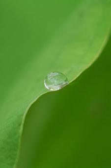水滴 水滴の写真