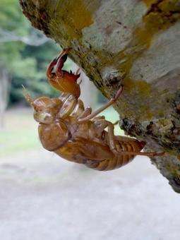 公園で斜めの木から羽化したセミの抜け殻 セミ,虫,昆虫の写真素材