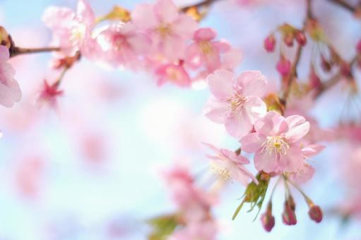 早咲き桜-383 早咲き桜-383の写真