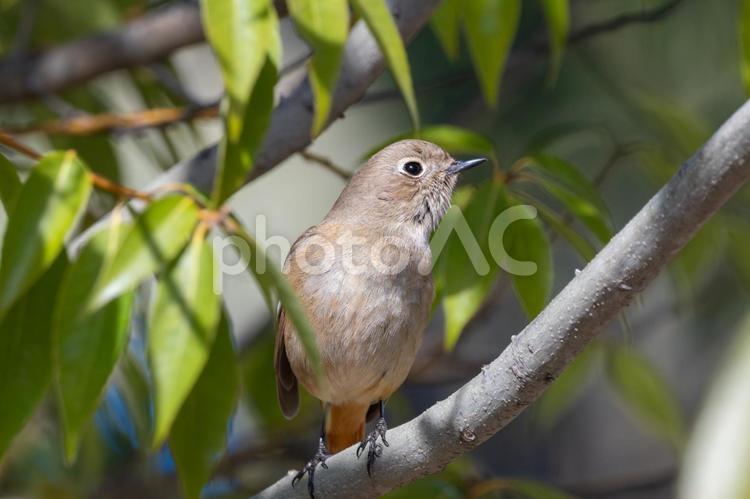 新緑にたたずむジョウビタキの雌 ジョウビタキ,雌,鳥の写真素材