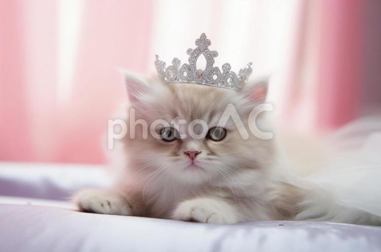 ティアラと猫 猫,子猫,寝顔の写真素材