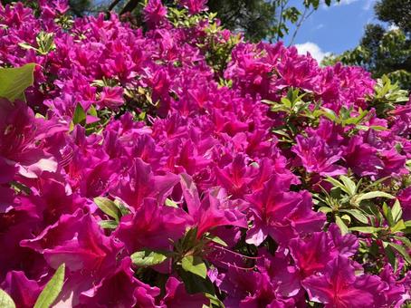 Photo, azalea, flor, planta, 