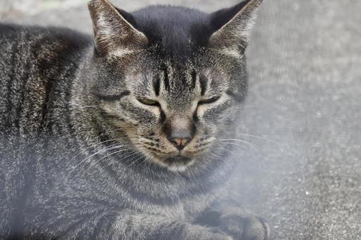 公園ネコ　沖縄県　那覇市 ネコ,かわいい,もふもふの写真素材