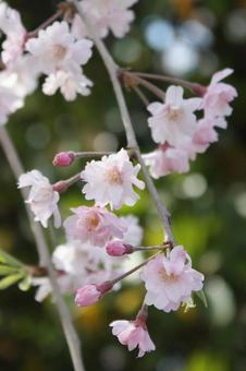 桜 桜の写真