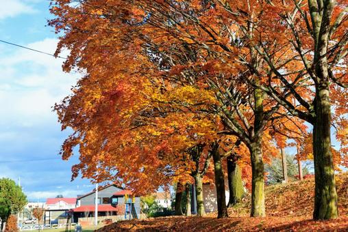 紅葉 紅葉,もみじ,秋の写真素材