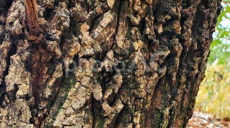 木の肌の模様　複雑な樹皮のテクスチャ 木,幹,樹皮の写真素材