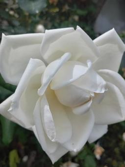 清楚な白い薔薇 清楚な白い薔薇の写真