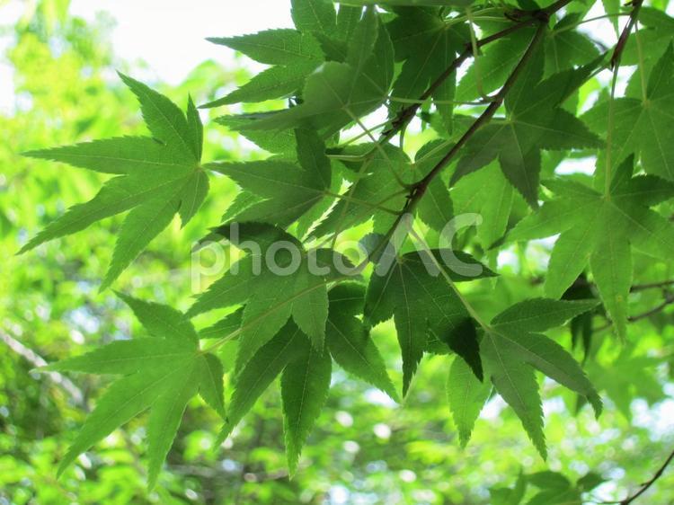 季節は五月、青もみじ　その三 もみじ,青もみじ,自然の写真素材