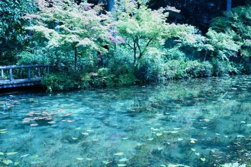 紅葉が始まったモネの池 紅葉が始まったモネの池の写真