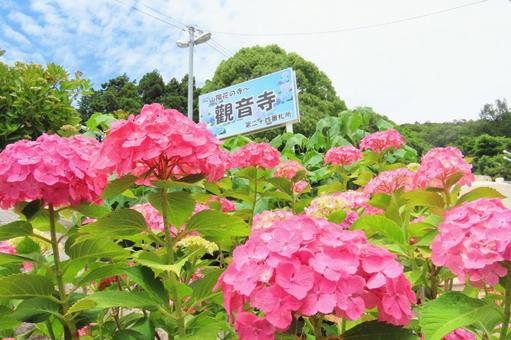 観音寺のあじさい祭り 観音寺のあじさい祭りの写真