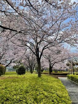 都会の公園の満開の桜並木と青空 桜,桜並木,公園の写真素材