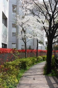 散歩道 散歩道の写真