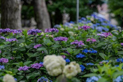 指扇アジサイまつり2025年 指扇アジサイまつり2025年 アジサイ,紫陽花,花の写真素材