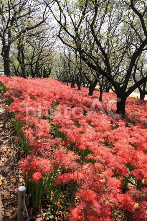 真っ赤に咲き乱れる彼岸花 彼岸花,ヒガンバナ,リコリスの写真素材
