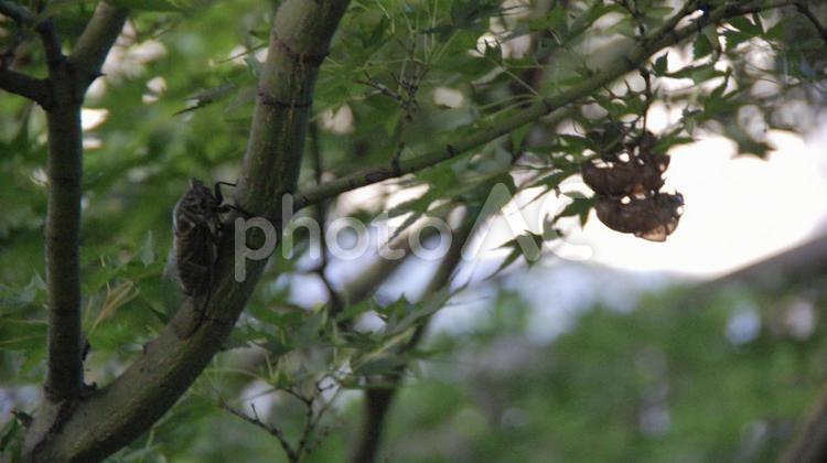 セミと抜け殻 セミ,せみ,蝉の写真素材