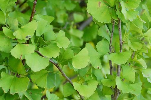 イチョウ イチョウ,葉,黄葉の写真素材