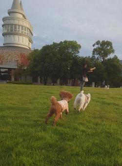 トイプードル 犬 トイプードル 犬の写真