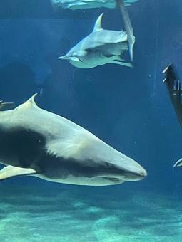 大洗水族館のサメ 大洗水族館のサメ サメ,大洗水族館,水族館の写真素材