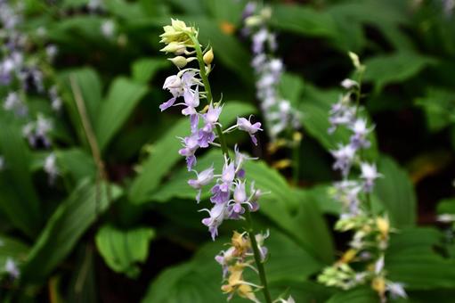 Photo, striped shore crab (pachygrapsus crassipes), flower, purple, 