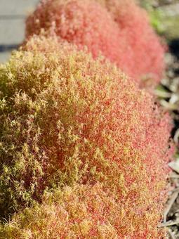 ピンク色になったふわふわ植物 ピンク色,ふわふわ,秋の写真素材