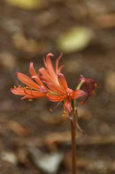 夏の花:キツネノカミソリ1 夏の花:キツネノカミソリ1の写真