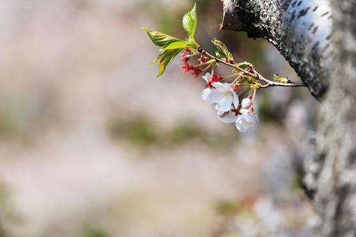 桜 桜の写真