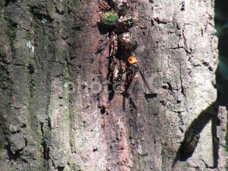 ハナムグリとオオスズメバチ 樹液,甲虫,有毒の写真素材