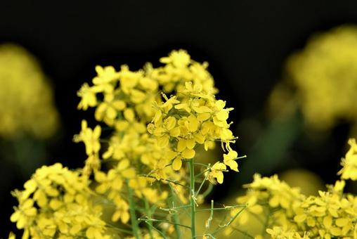菜の花 菜の花の写真