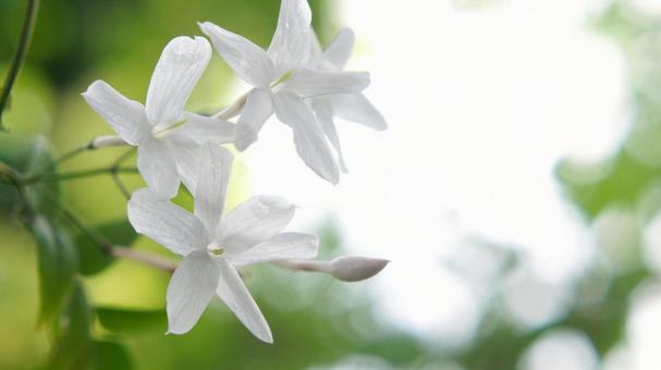 ジャスミン-116 ジャスミン,ハゴロモジャスミン,白の写真素材