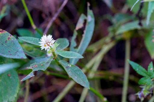 ナガエツルノゲイトウの写真