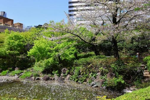 Cherry blossoms at Roppongi Hills Mori Garden in early April, JPG