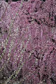 ウメの花 ウメの花の写真