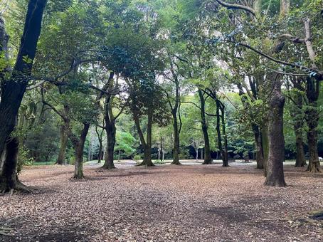 代々木公園 初秋 代々木公園 初秋の写真