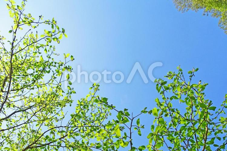 樹木と空 新緑,森,木漏れ日の写真素材