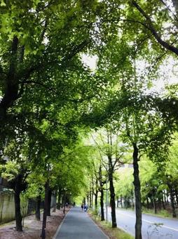 街路樹と歩道 街路樹と歩道の写真