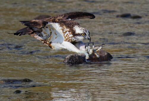 川に飛び込むミサゴ ミサゴ,鶚,ウオタカの写真素材