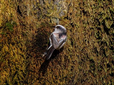 壁にとまるエナガ 壁にとまるエナガ エナガ,野鳥,鳥の写真素材