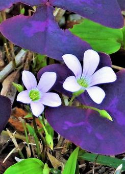 ピンクの花の写真