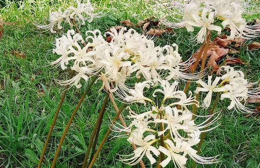 満開の白い彼岸花 満開の白い彼岸花の写真