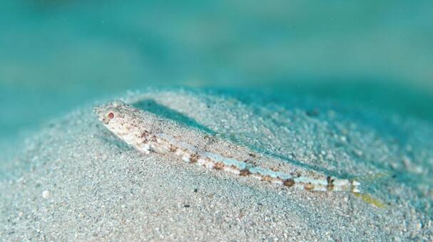 ミナミアカエソ　石垣島 ミナミアカエソ,ダイビング,水中写真の写真素材