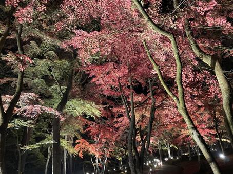 紅葉 紅葉の写真