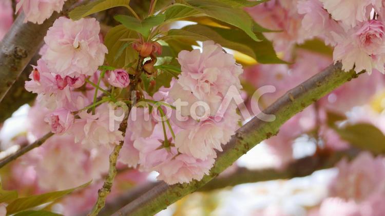 春の公園を華やかに彩る八重桜 八重桜,花,さくらの写真素材