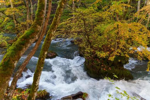 奥入瀬の紅葉 奥入瀬,晴れ,紅葉の写真素材
