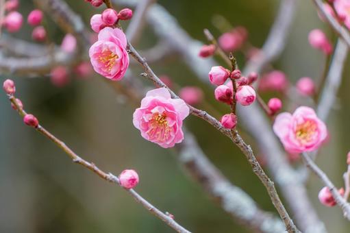 紅梅の花とつぼみのクローズアップ 紅梅の花とつぼみのクローズアップ 紅梅,梅,花の写真素材