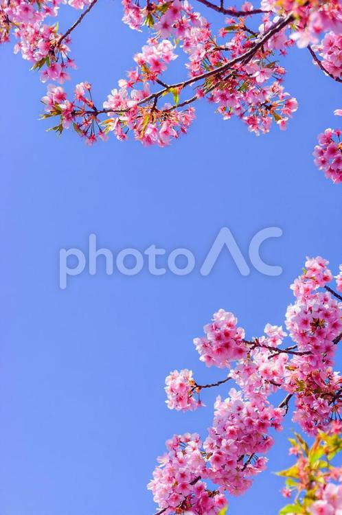 桜のフレーム さくら,桜,サクラの写真素材