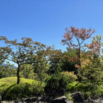 日本庭園の雑木 日本庭園の雑木 雑木,庭園,庭の写真素材