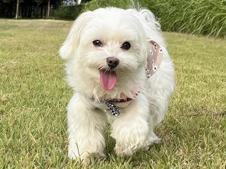 マルチーズ犬の散歩 マルチーズ犬の散歩の写真