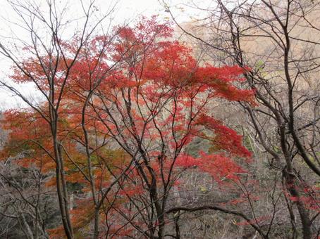 鹿又川渓谷の紅葉 鹿又川渓谷の紅葉の写真